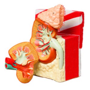 Kidney - Life-size with Anatomical Base